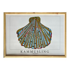 Kammusling. 31,5x43,5 cm