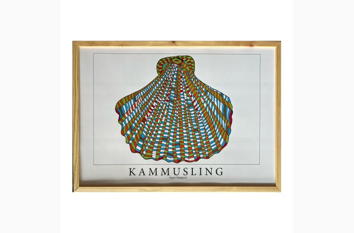 Kammusling. 31,5x43,5 cm
