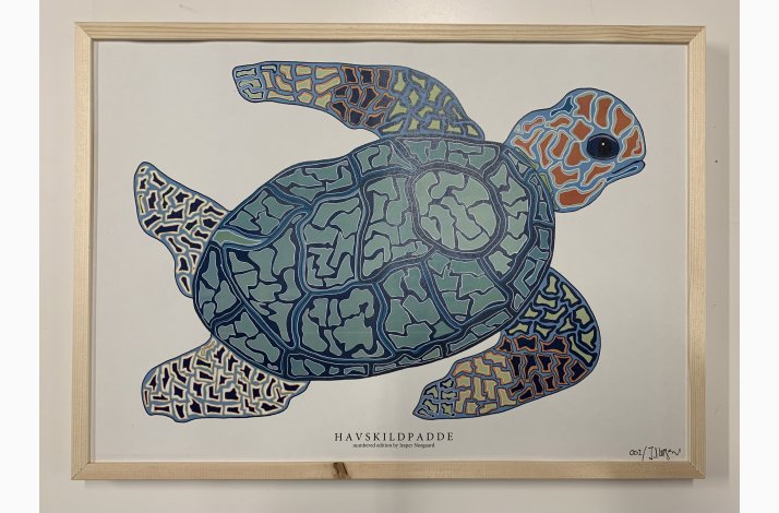Havskildpadde   limited print indrammet i fyr  33,5x46,5 cm