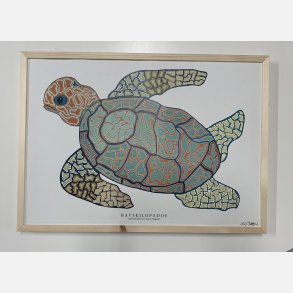 Havskildpadde   limited print indrammet i fyr  33,5x46,5 cm