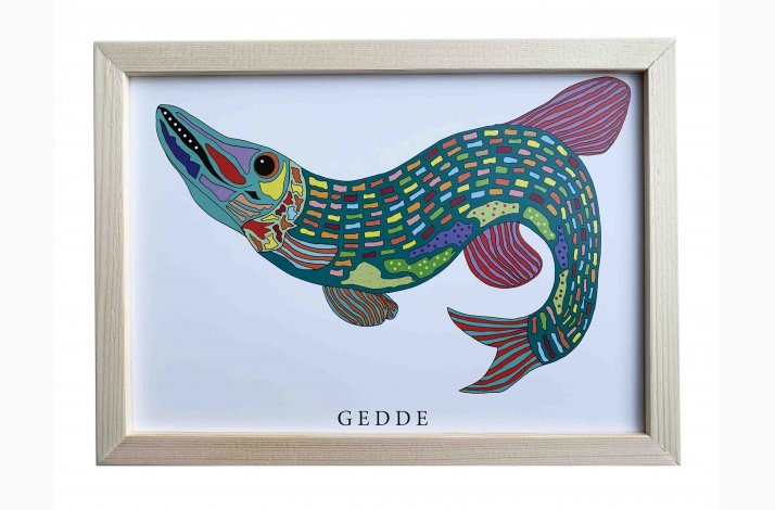 Gedde 16,5x22,5 cm indrammet i fyrtr