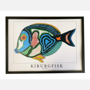 Kirurgfisk  31,5x43,5 cm