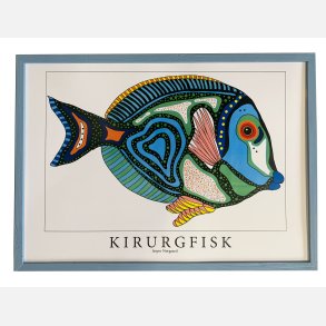 Kirurgfisk  31,5x43,5 cm