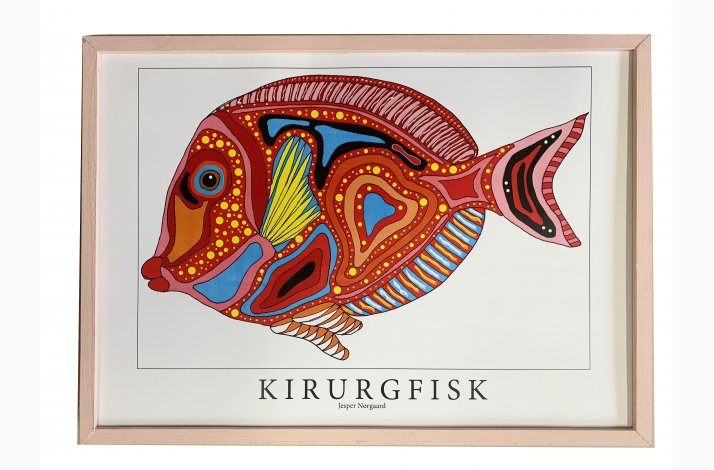 Kirurgfisk  31,5x43,5 cm