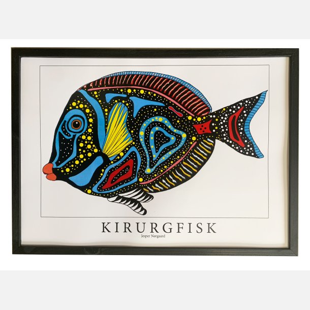Kirurgfisk  31,5x43,5 cm