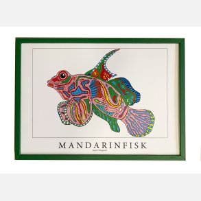 Mandarinfisk  31,5x43,5 cm