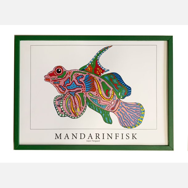 Mandarinfisk  31,5x43,5 cm