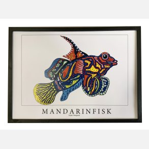 Mandarinfisk  31,5x43,5 cm