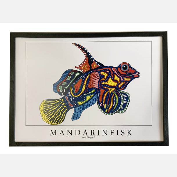 Mandarinfisk  31,5x43,5 cm