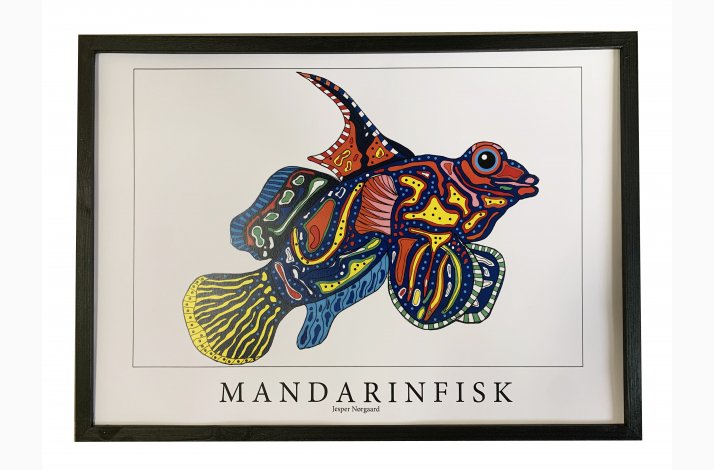 Mandarinfisk  31,5x43,5 cm