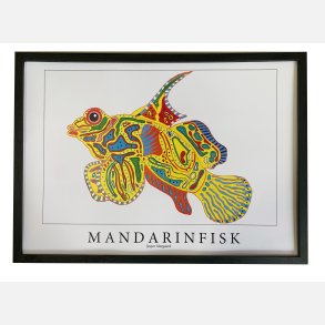 Mandarinfisk  31,5x43,5 cm